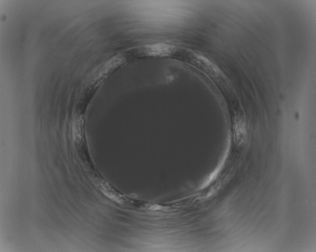 X0000066120325200603101242