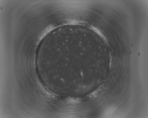 X0000066120346200603101241