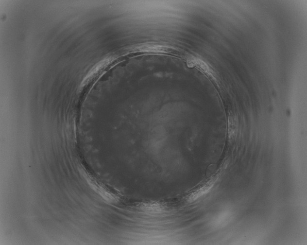 X0000066120349200603101241