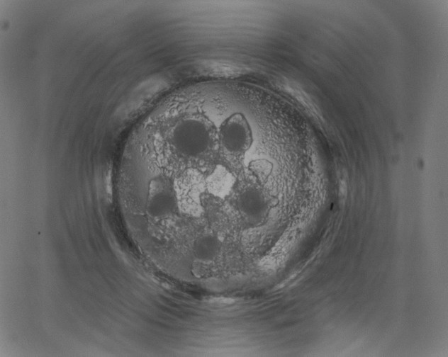 X0000066120358200603101241