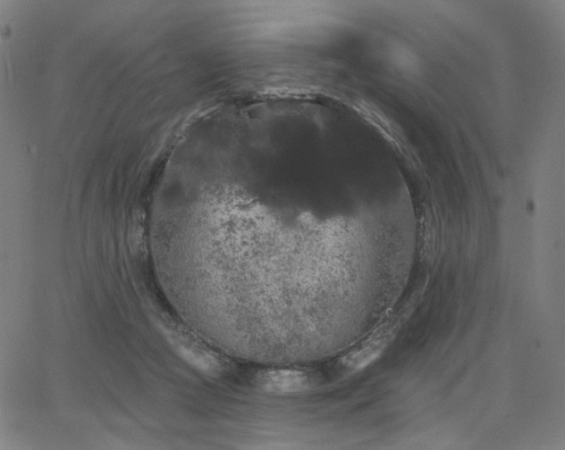 X0000066120361200603101241