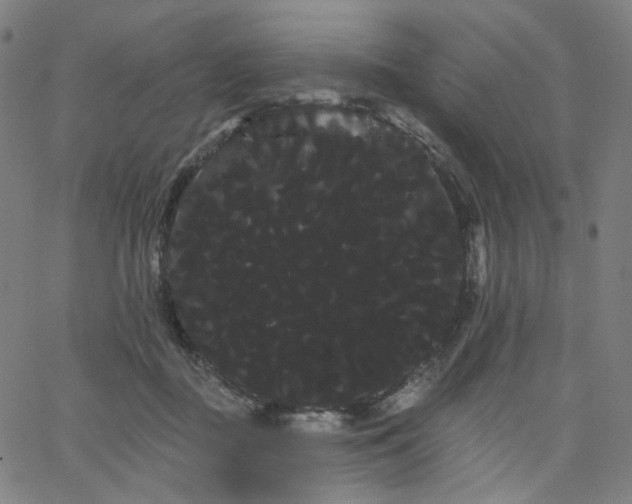 X0000066120363200603101241