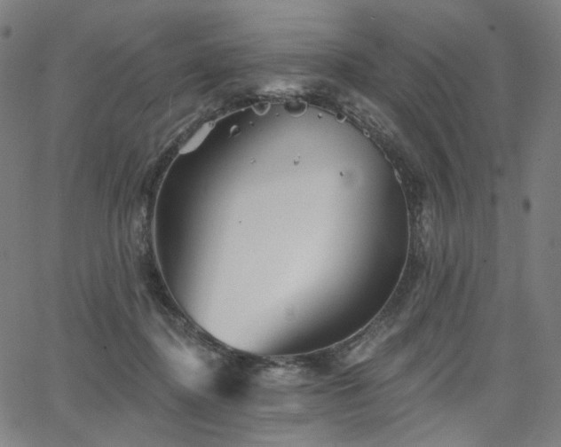 X0000066120364200603101241