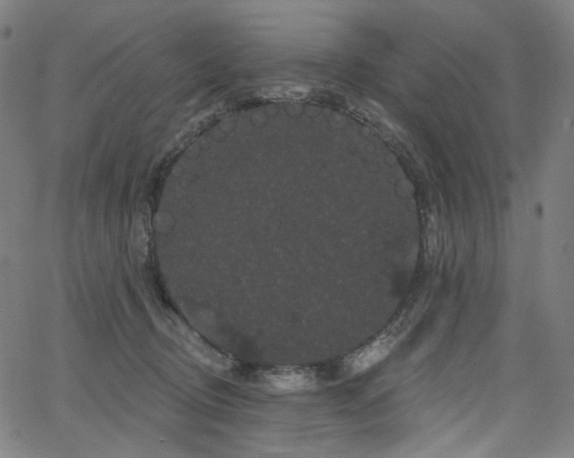 X0000066120370200603101241