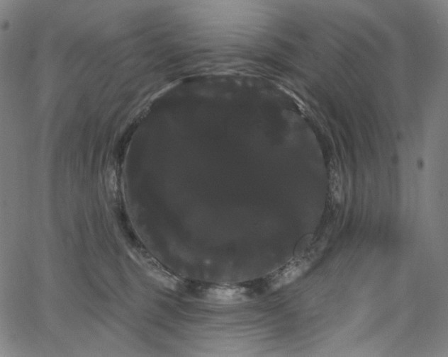 X0000066120375200603101241