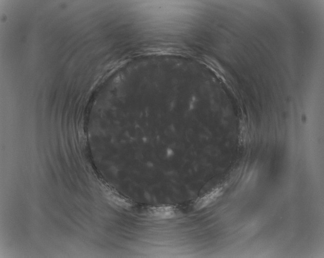 X0000066120377200603101241