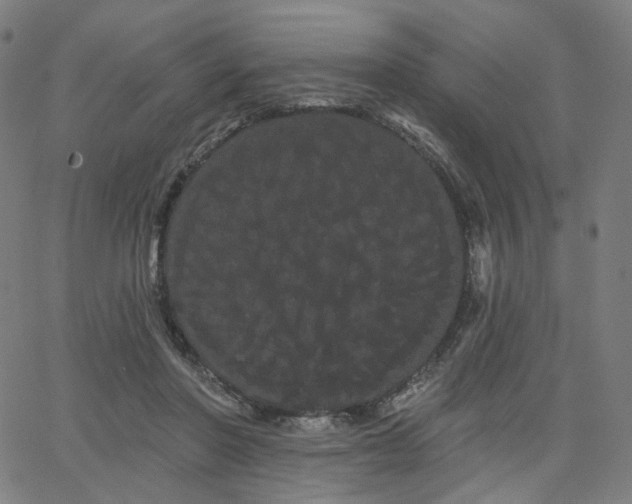 X0000066120406200603101240