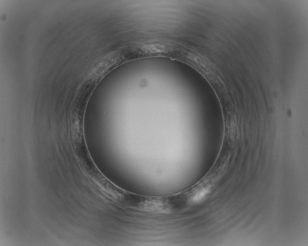 X0000066120418200603101240