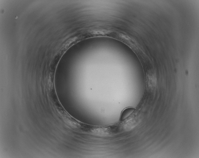 X0000066120422200603101240