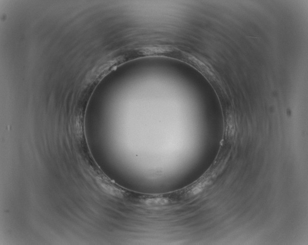 X0000066120426200603101240