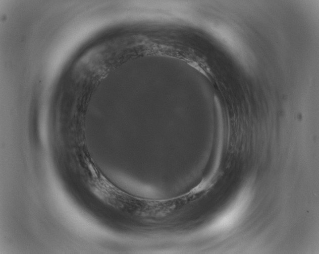 X0000066120431200603101240