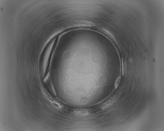 X0000066120435200603101239