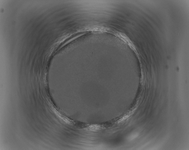 X0000066120441200603101239