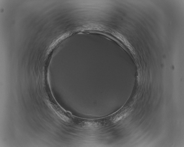 X0000066120442200603101239