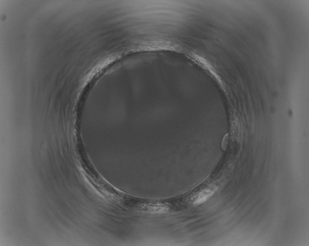 X0000066120443200603101239