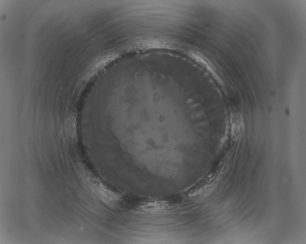 X0000066120447200603101239