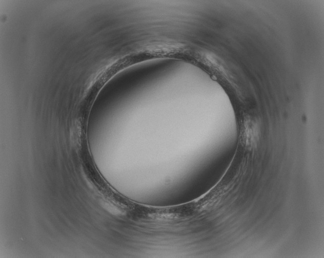 X0000066120448200603101239