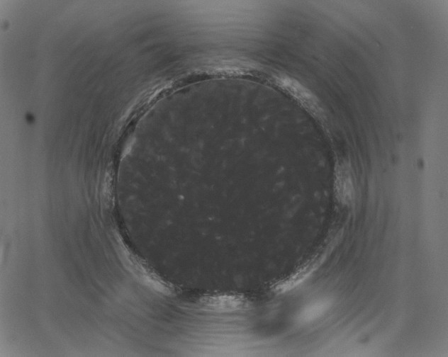 X0000066120449200603101239