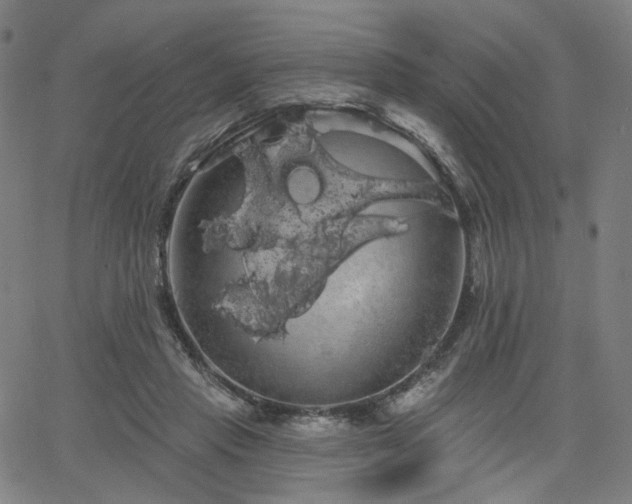 X0000066120453200603101240