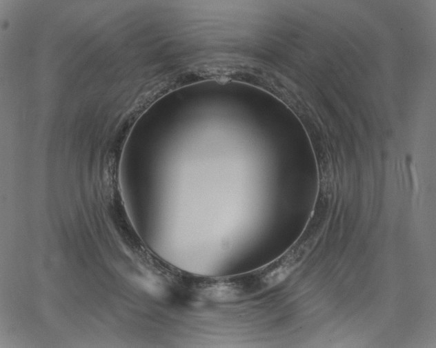 X0000066120460200603101240