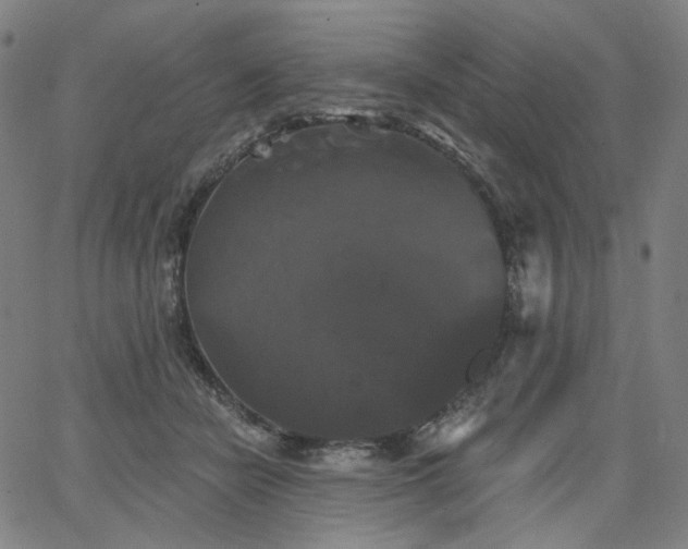 X0000066120462200603101240