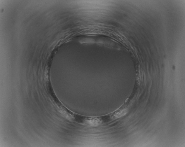 X0000066120466200603101240