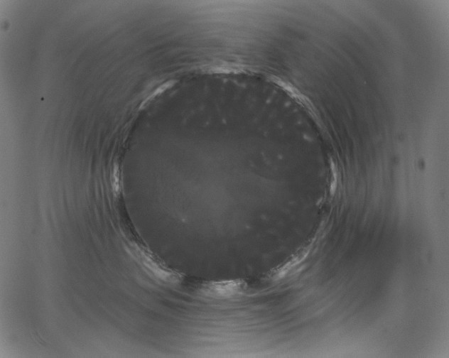 X0000066120479200603101240