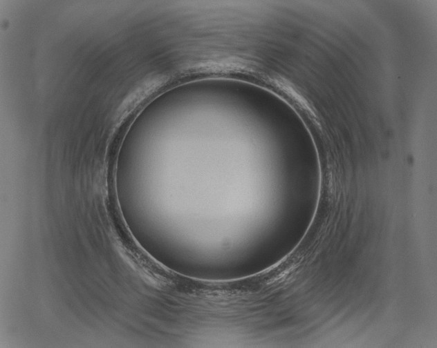 X0000066120486200603101239