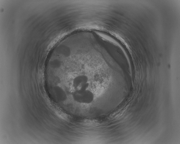 X0000066120487200603101239