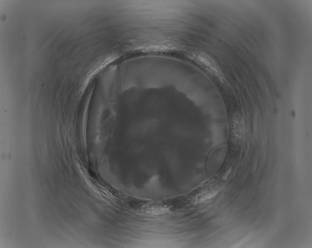 X0000066120491200603101239