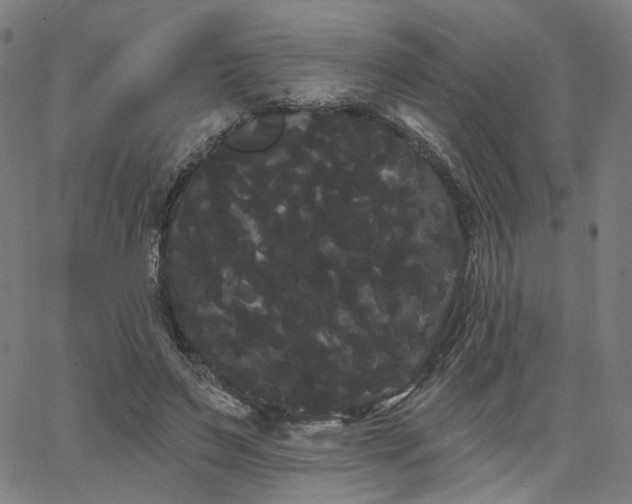 X0000066120495200603101239