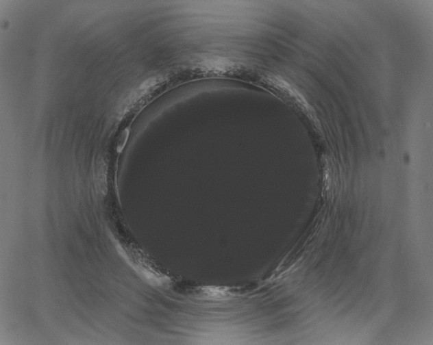 X0000066120496200603101239