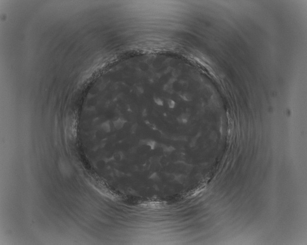 X0000066120499200603101239