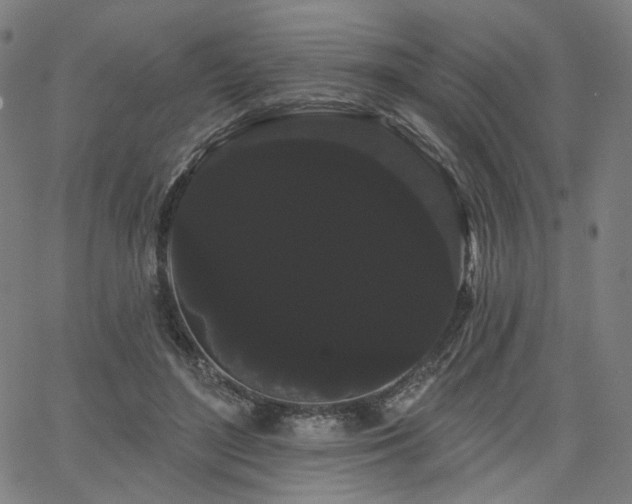 X0000066120500200603101239