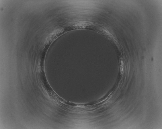 X0000066120504200603101239