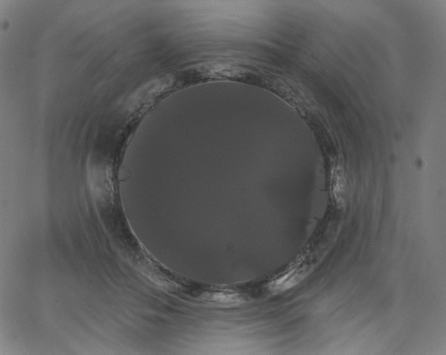 X0000066120506200603101239