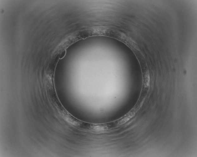 X0000066120522200603101239