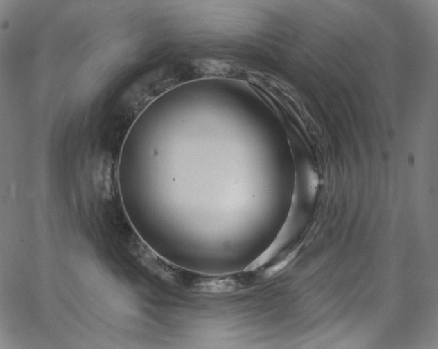 X0000066120525200603101238