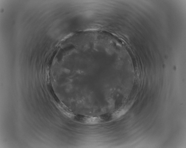 X0000066120527200603101238