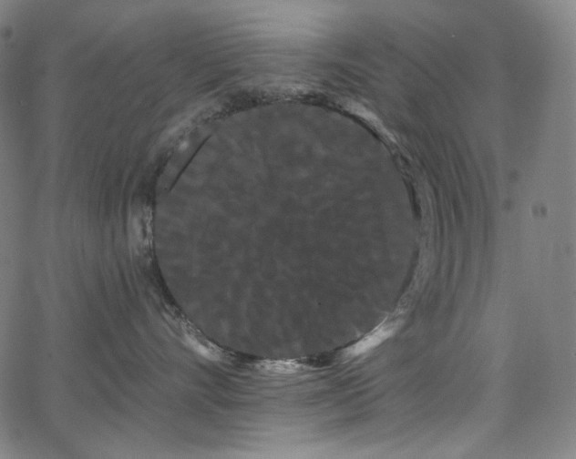 X0000066120528200603101238