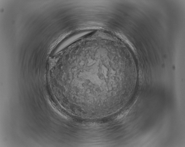 X0000066120533200603101238