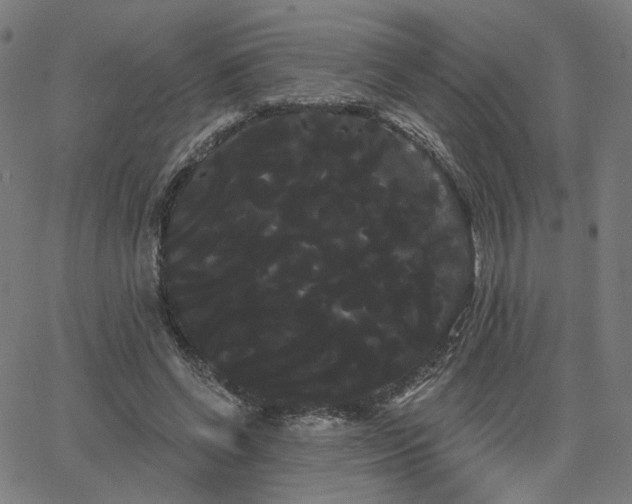 X0000066120542200603101238