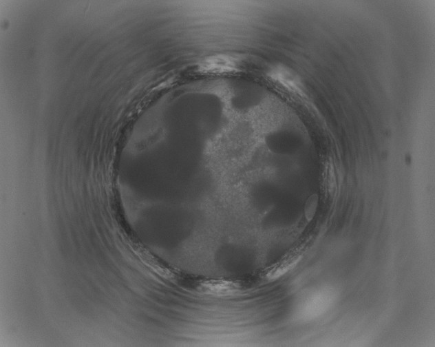 X0000066120557200603101238