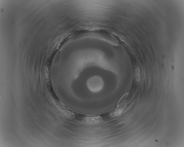 X0000066120571200603101238