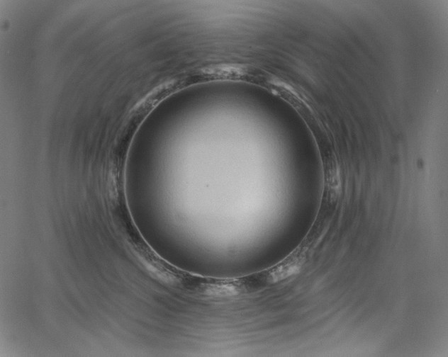 X0000066120572200603101238