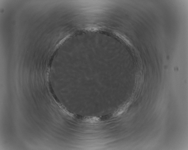 X0000066120576200603101238