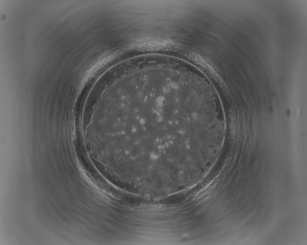 X0000066120582200603101238