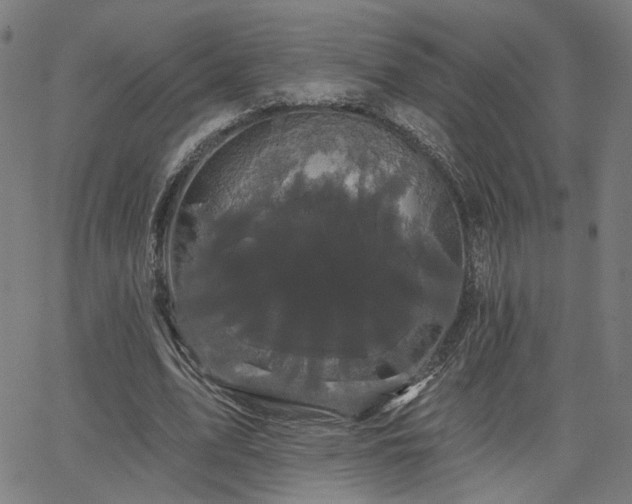 X0000066120583200603101238