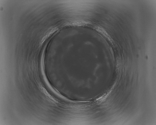 X0000066120585200603101237