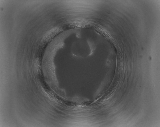 X0000066120594200603101237